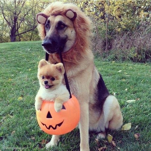 German Shepherd in lion costume while carrying a pumpkin basket with a pomeranian dog inside