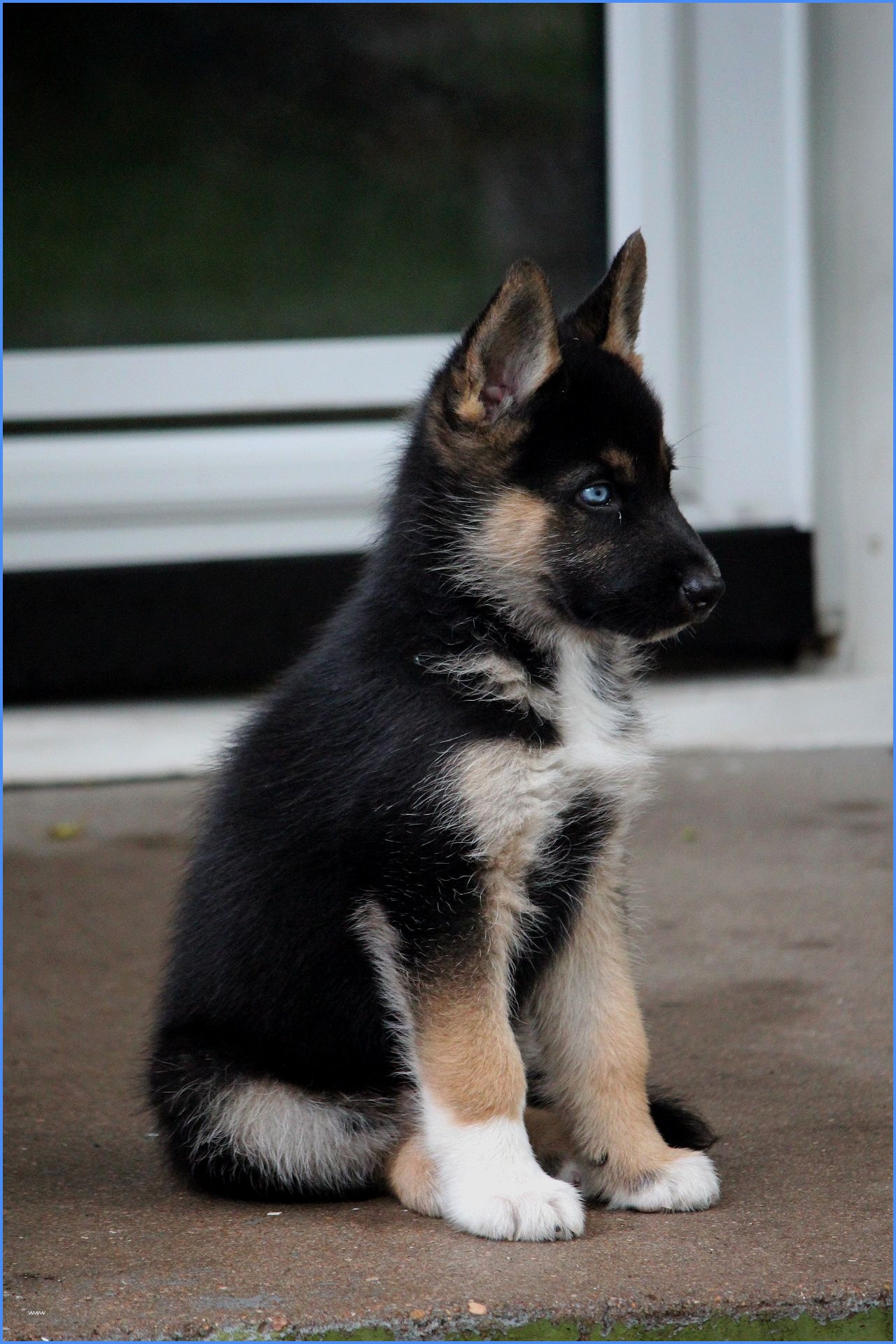 Gerberian Shepsky puppy sitting on the concrete in front of the door