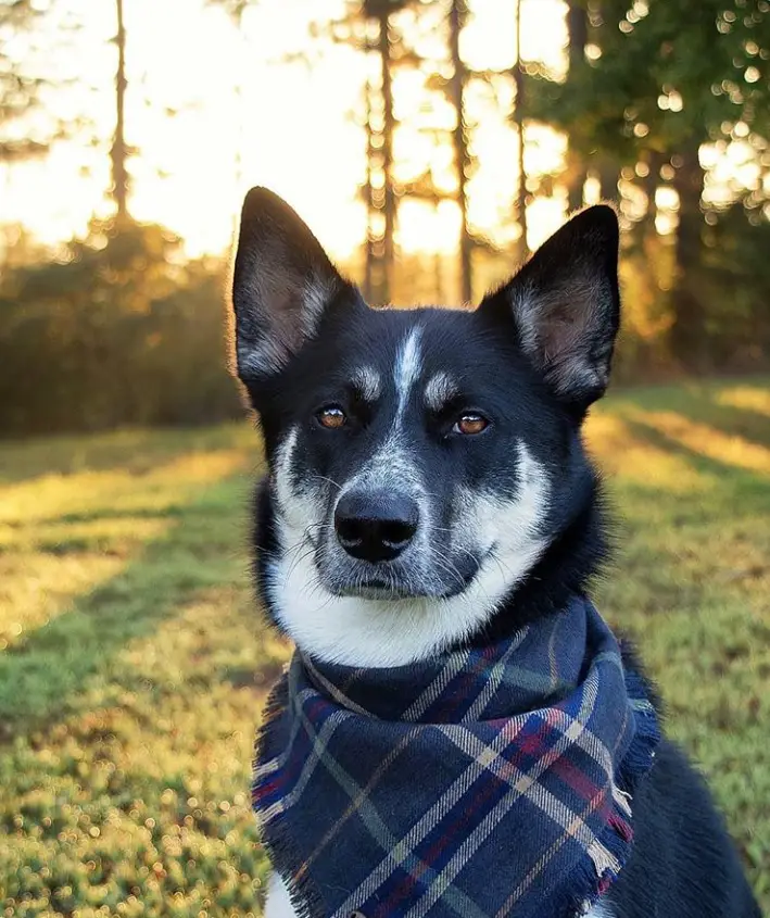 Gerberian Shepsky wearing a blue checkered scarf with the sunset behind him.