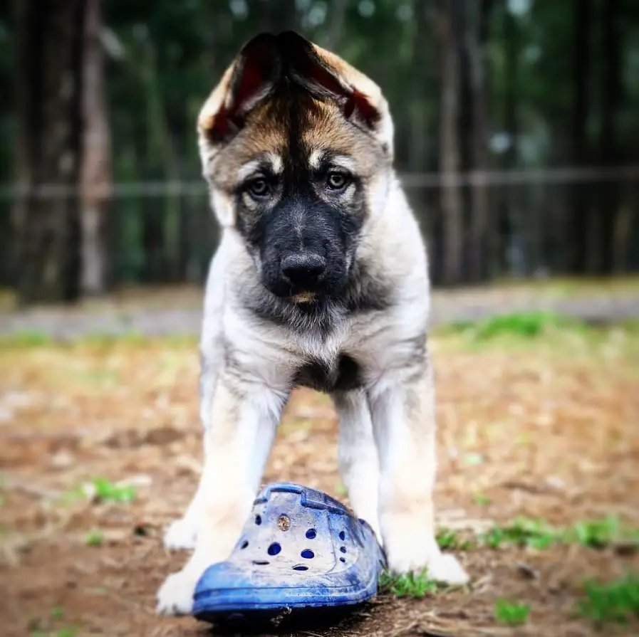 Gerberian Shepsky puppy standing on the ground with a blue slipper below him at the park