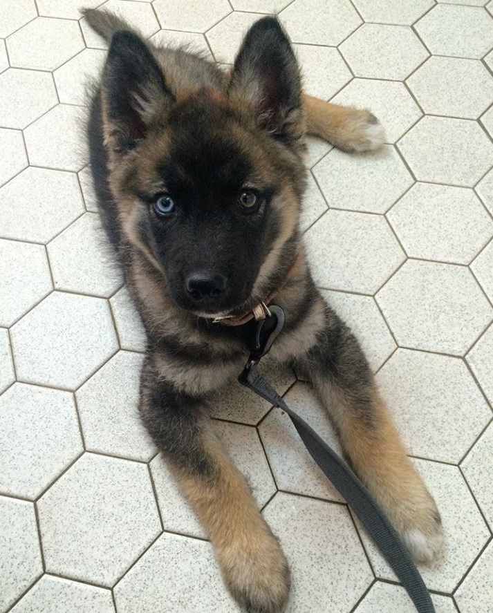 Gerberian Shepsky puppy lying down on the floor while looking up