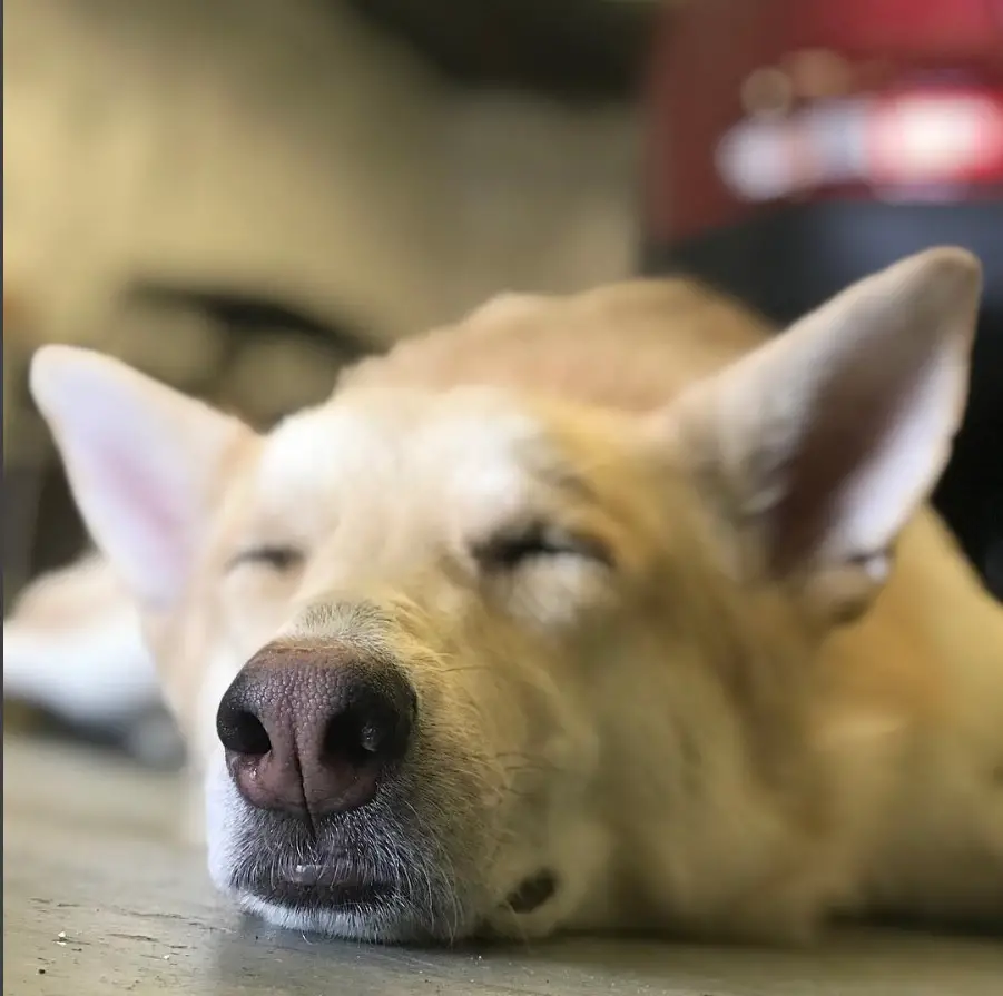 focused face of a Gerberian Shepsky lying down on the floor sleeping