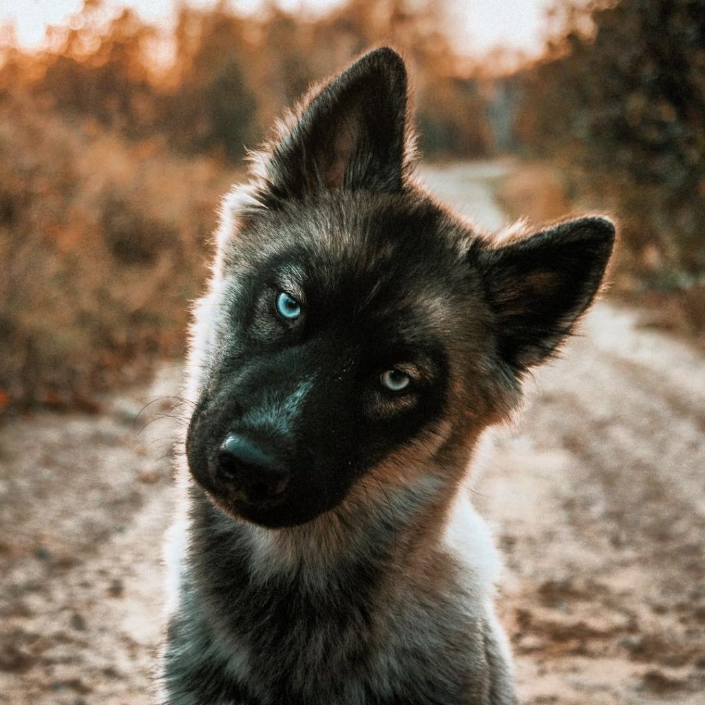 german shepherd husky