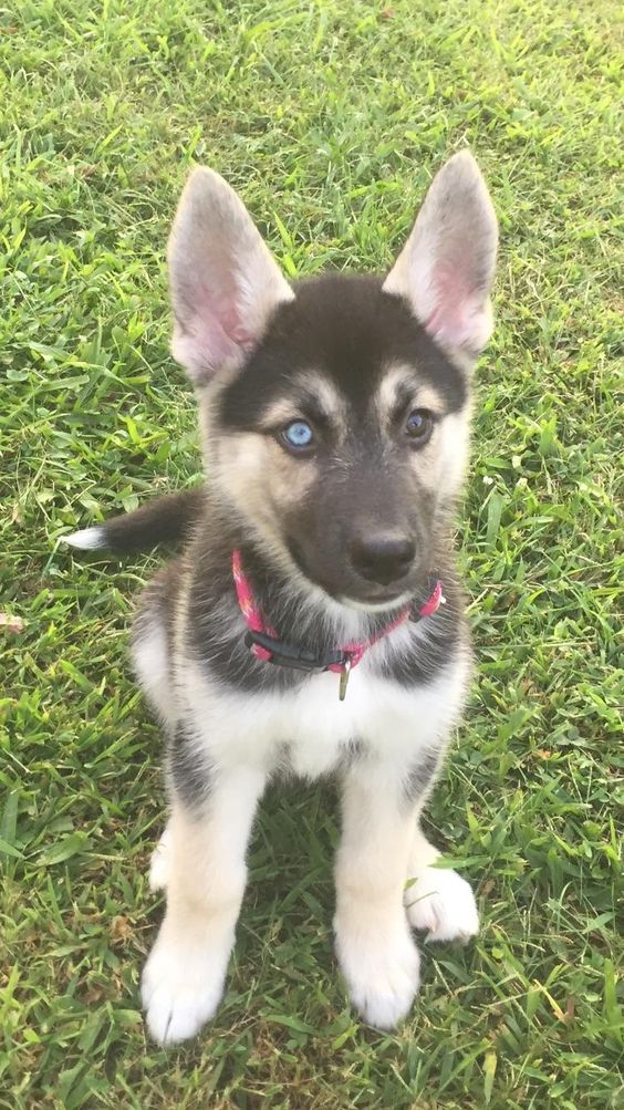 Gerberian Shepsky puppy with blue and brown eyes sitting on the green grass