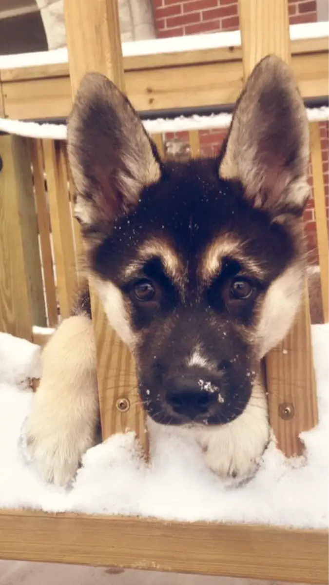 Gerberian Shepsky outdoors in winter with its head out in the wooden fence