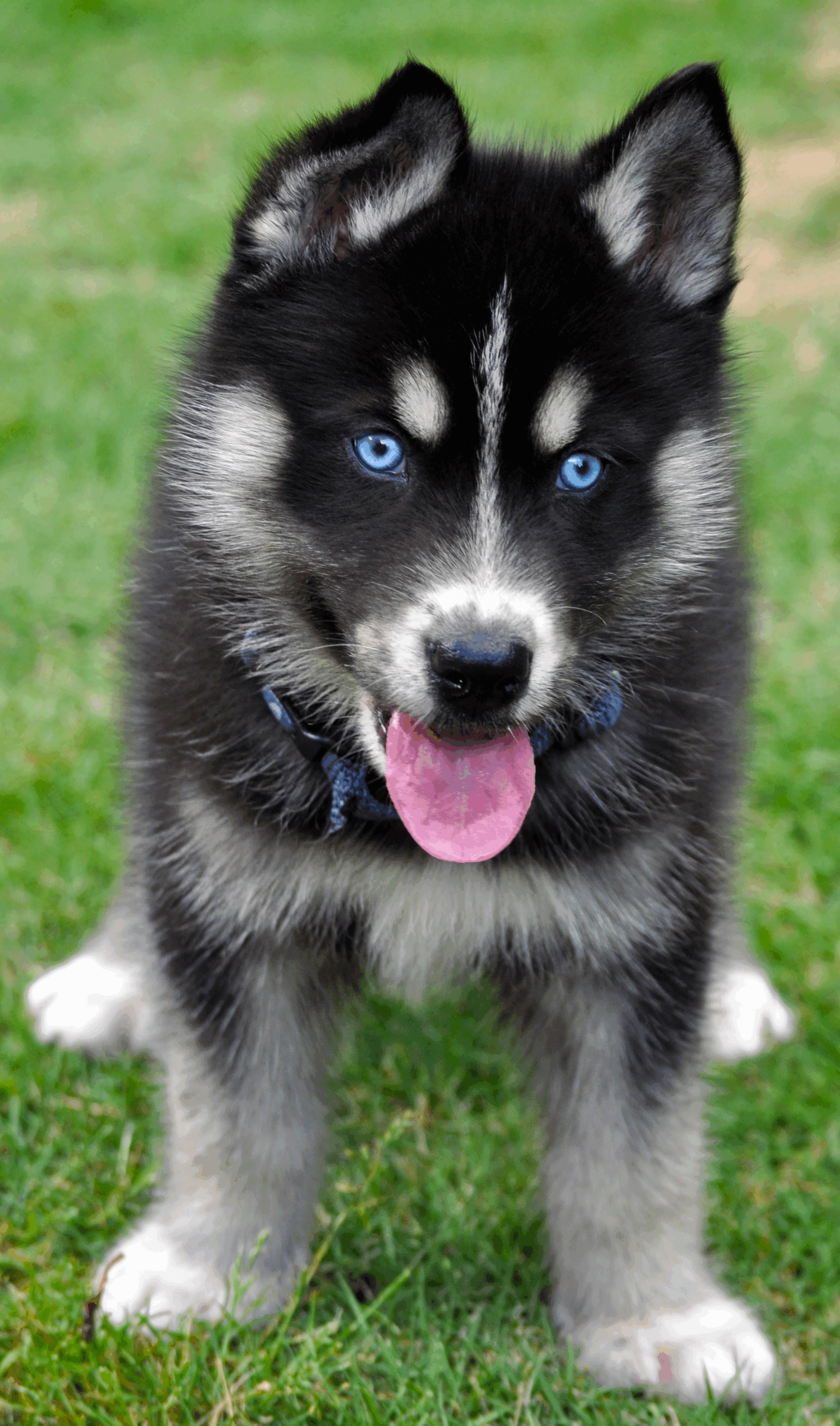 Gerberian Shepsky puppy with blue eyes standing on the grass with its tongue out