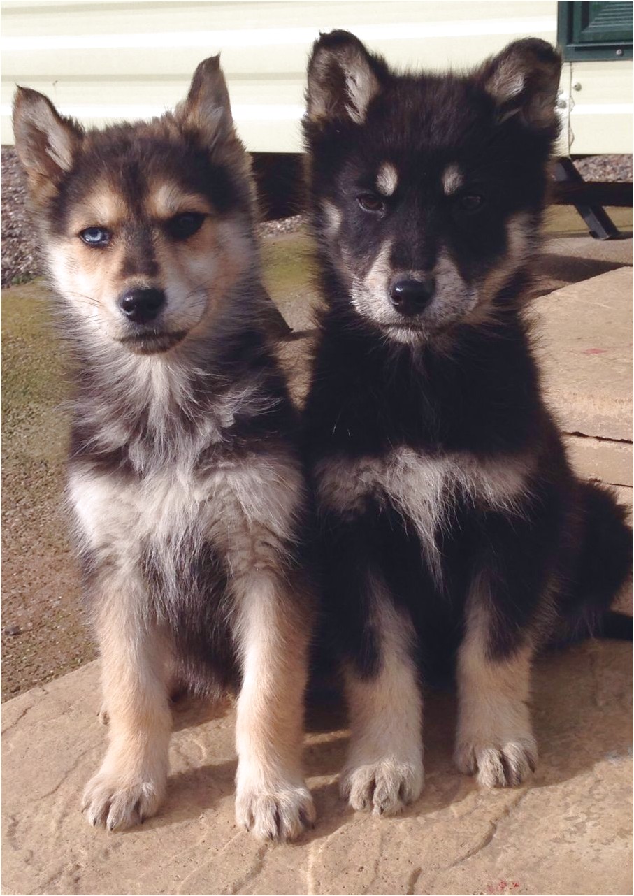 two Gerberian Shepskies sitting next to each other on the ground with their serious faces