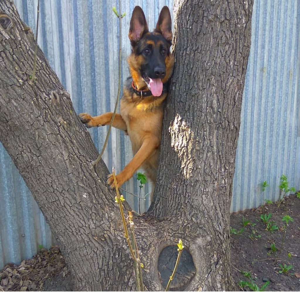 German Shepherd dog standing behind the tree