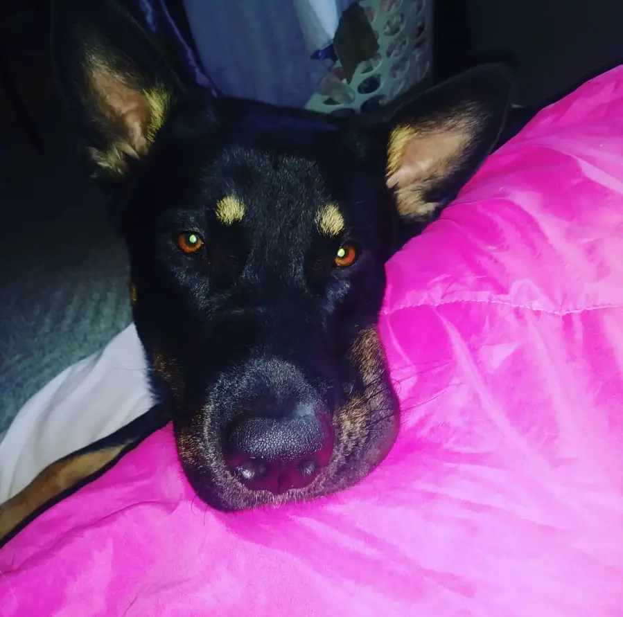 A German Shepherd Wolf mix lying on the bed at night