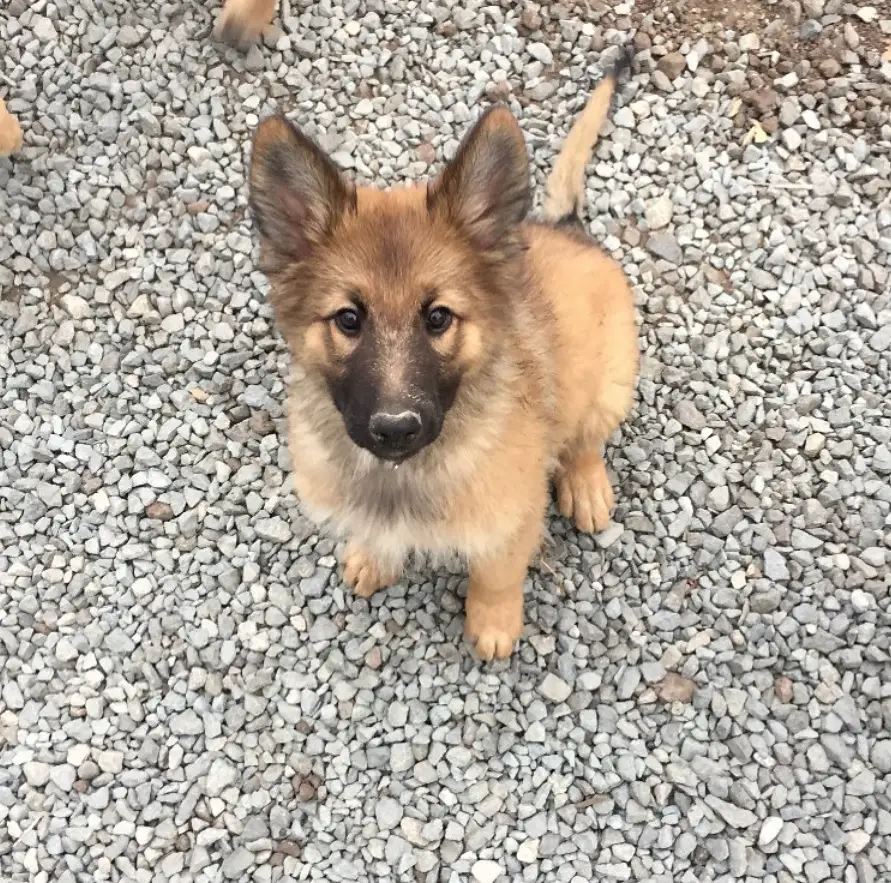 A German Shepherd Wolf mix puppy sitting on the pebbles