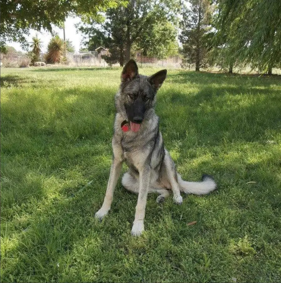A Wolf and German Shepherd mix sitting on the grass