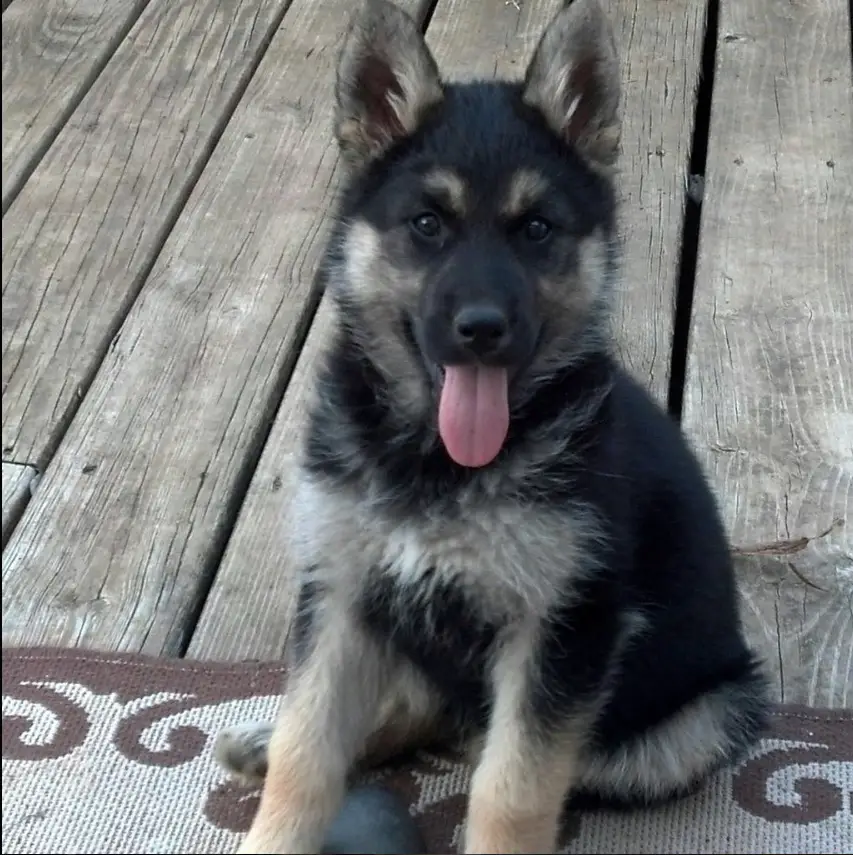 A German Shepherd Wolf mix puppy sitting on the wooden floor with its tongue out