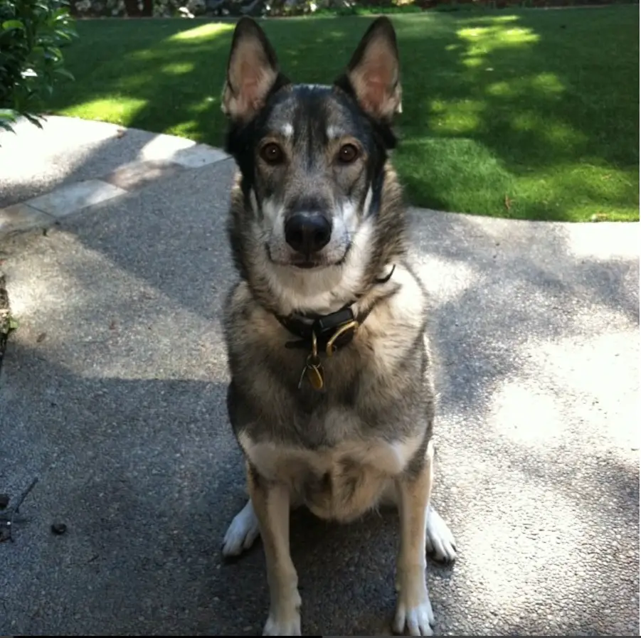 A German Shepherd Wolf mix sitting on the pavement pathway in the yard