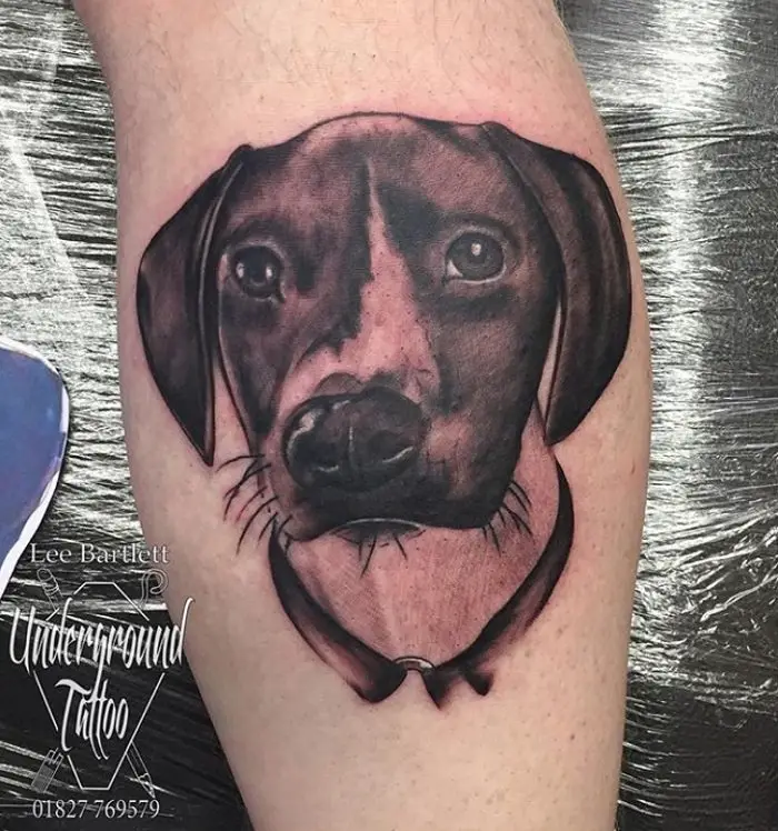 black and gray face of German Shorthaired Pointer dog tattoo on the leg