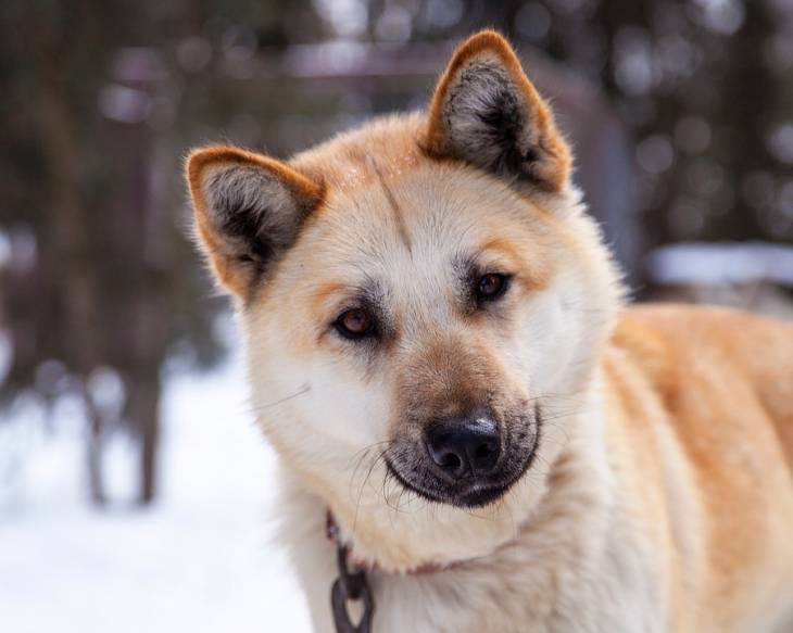 An Husky Golden Retriever mix standing in snow in the forest