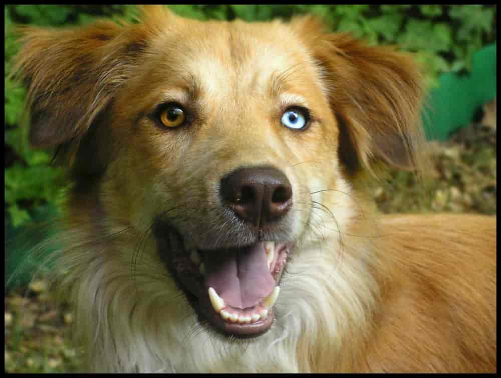 A smiling Husky Golden Retriever mix standing in the garden