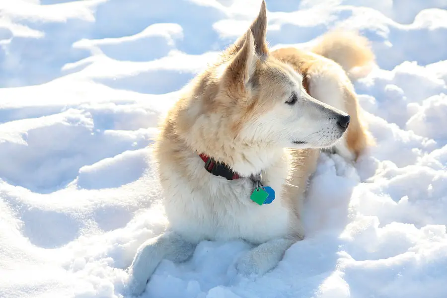 A Husky Golden Retriever mix lying in snow while looking sideways