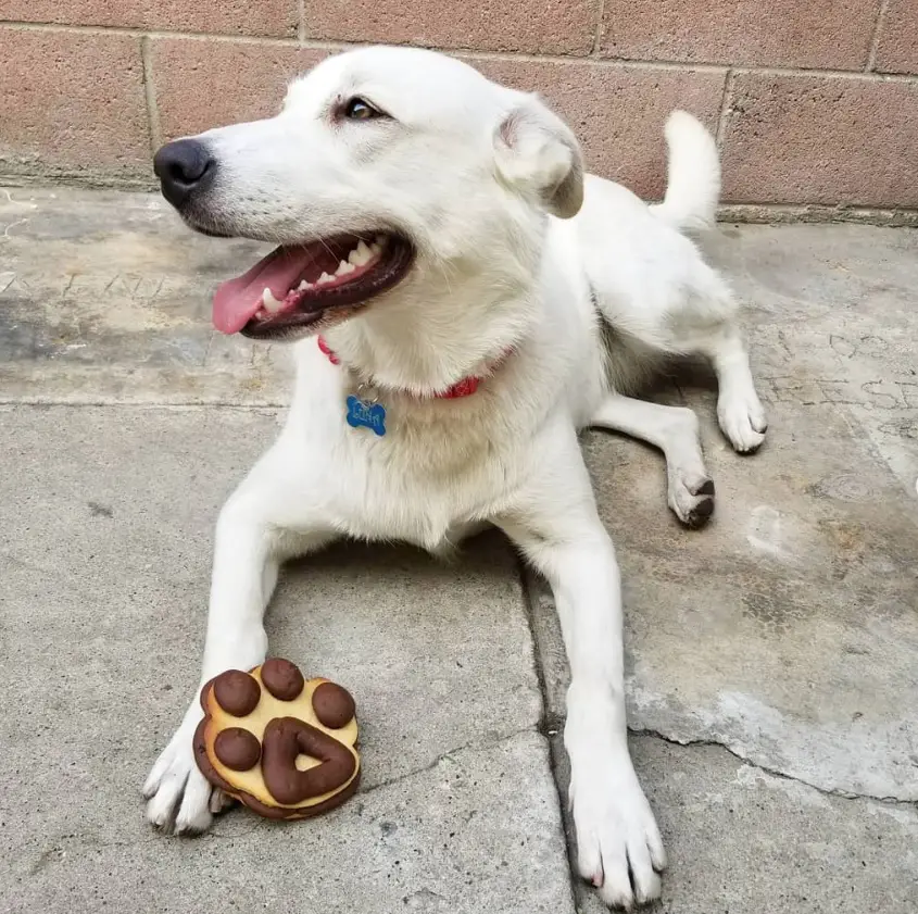 A white Husky Golden Retriever mix lying on the pavement with its paw treat