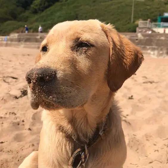 A Golden Labrador sitting in the sand under the sun
