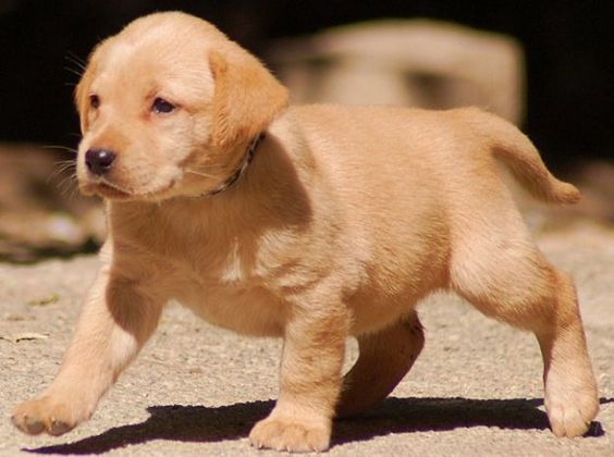 A Golden Labrador puppy walking in the pathway