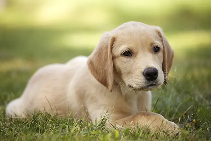 A Golden Labrador puppy lying in the grass
