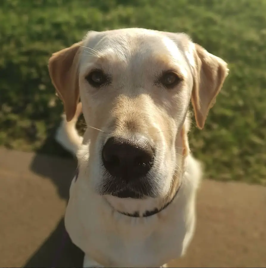A Golden Lab sitting on the pavement pathway in the yard with its adorable face