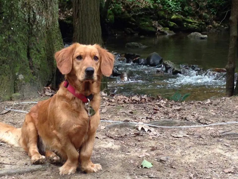 Golden Retriever Basset Hound mix sitting by the lake in the forest