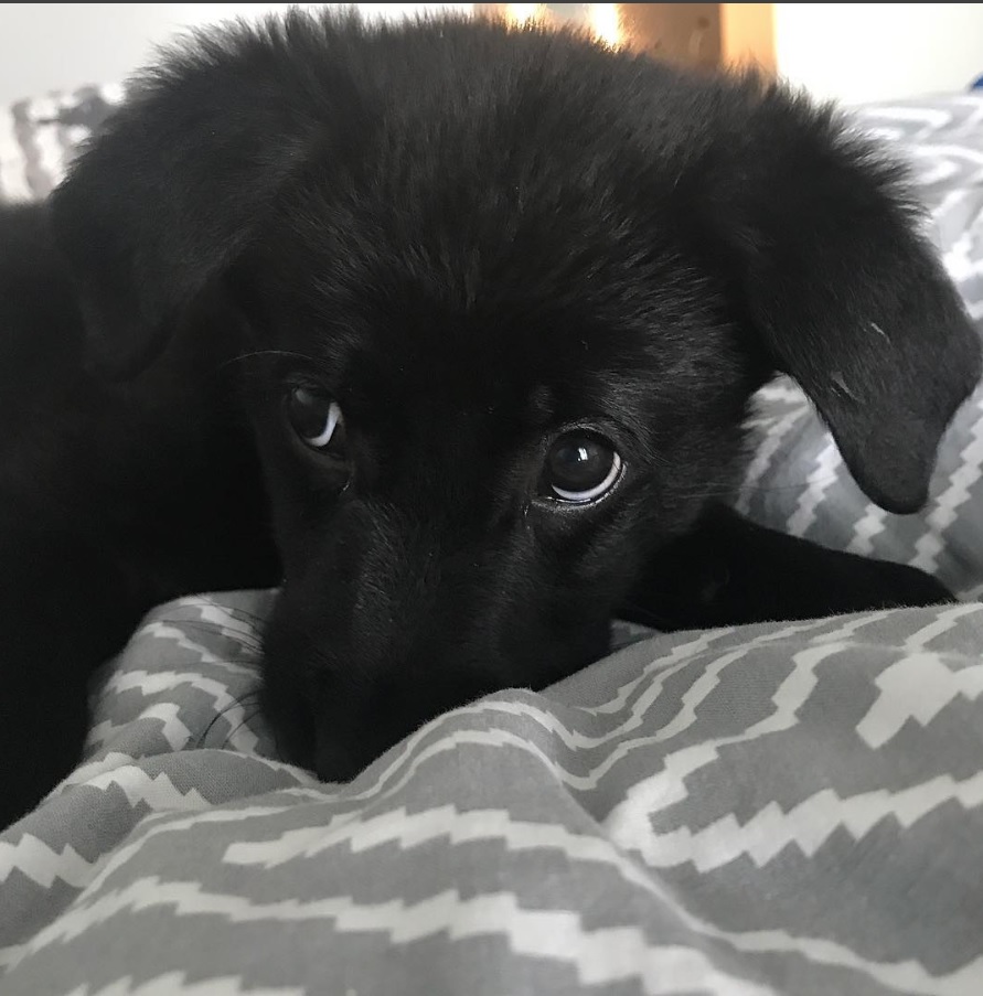 A Black Golden Retriever lying on the bed