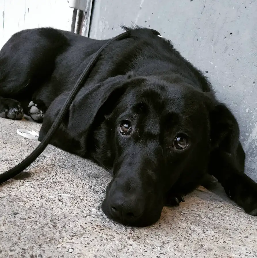 A Black Golden Retriever lying on the floor with its adorable eyes