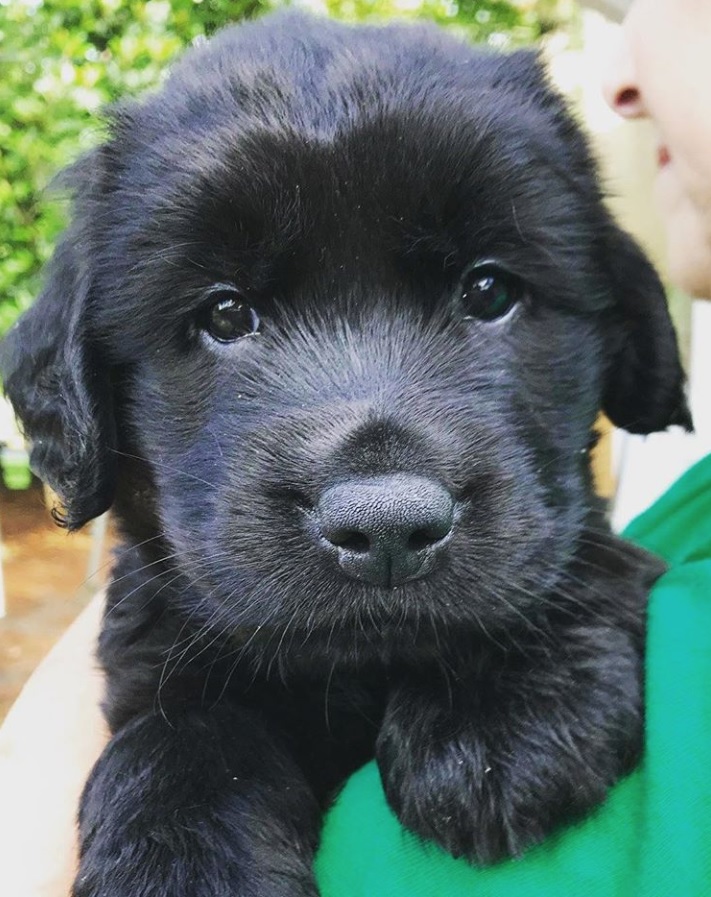 A Black Golden Retriever puppy being held by a woman