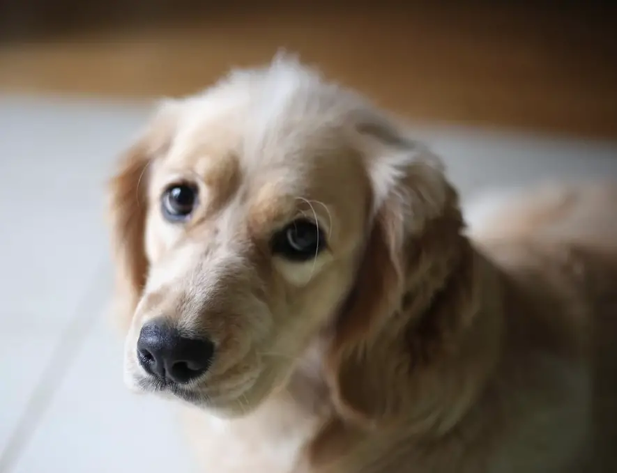 A Golden Cocker Retriever standing on the floor with its sad face