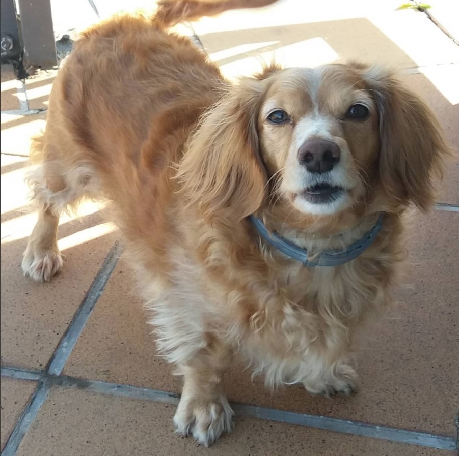 A Golden Dox standing on the floor