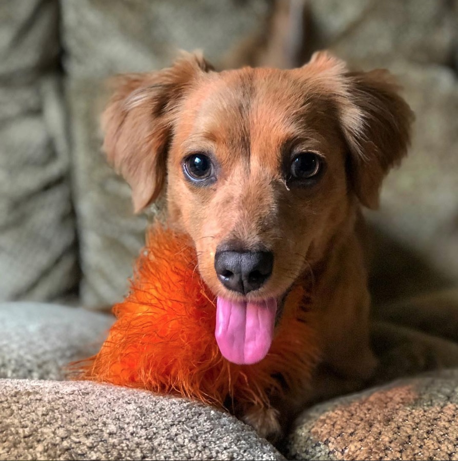 A Golden Dox lying on the couch