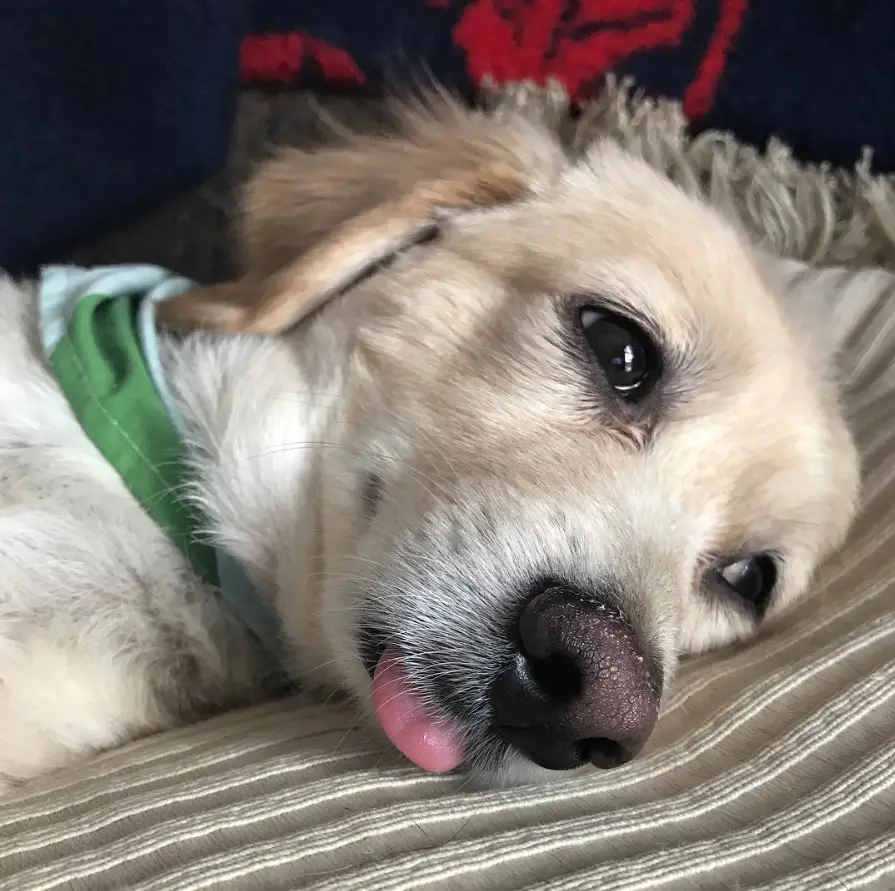 A Golden Dox lying on the bed with its tongue out