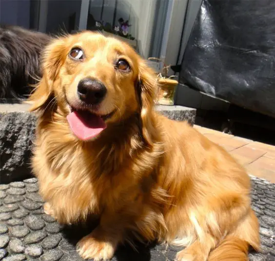 A Golden Dox sitting on the rock while smiling and under the sun