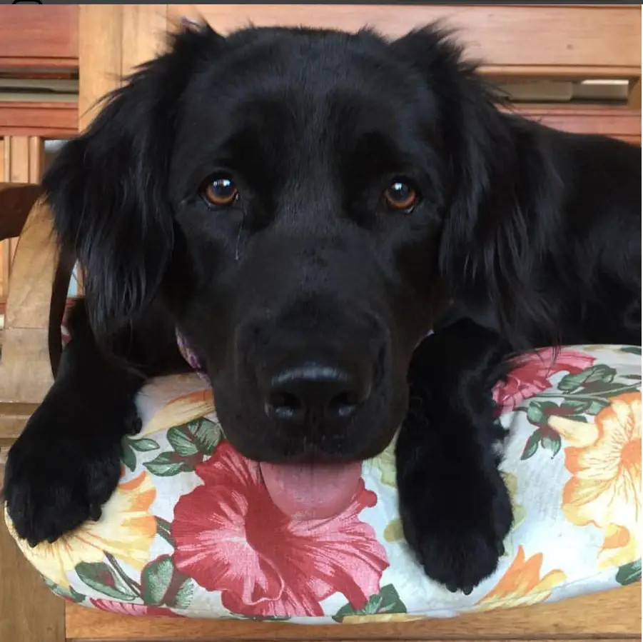 A Black Golden Retriever lying on the chair with its sad face