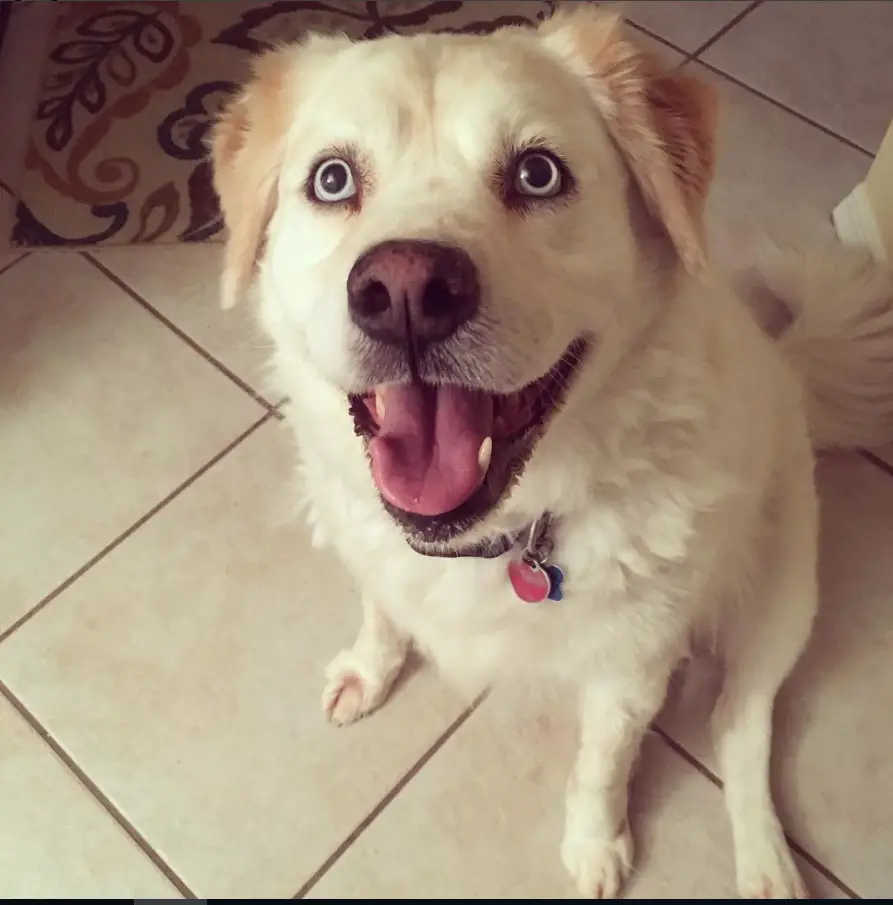 A Husky Golden Retriever mix sitting on the floor while looking up and smiling