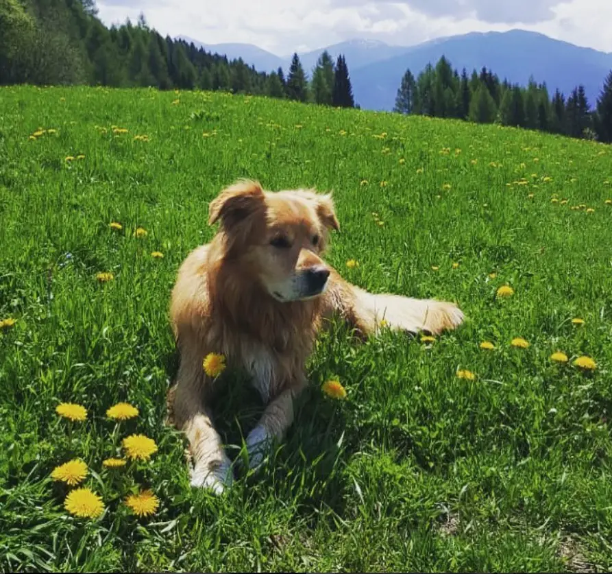 A Husky Golden Retriever mix lying in the filed of grass and wildflowers