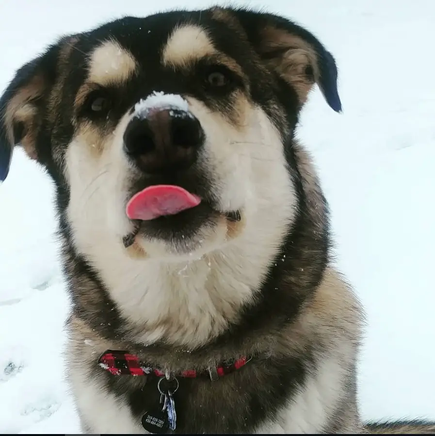 A Husky Golden Retriever mix sitting in snow with its tongue out