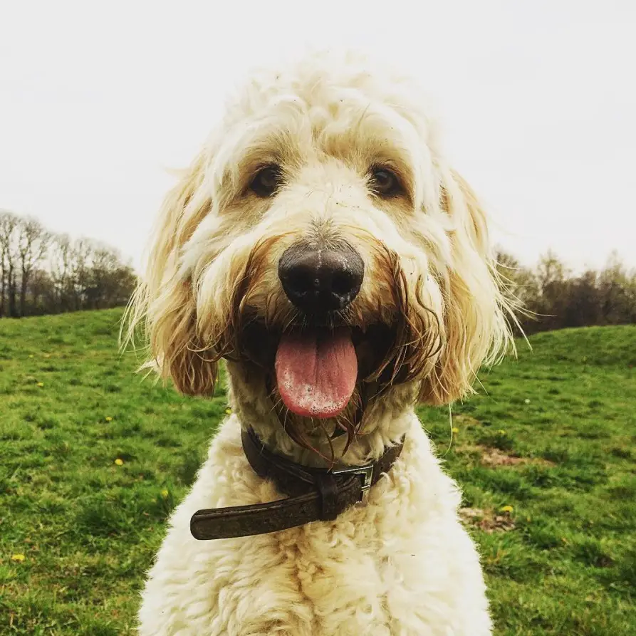A golden doodle sitting on the grass with its tongue out