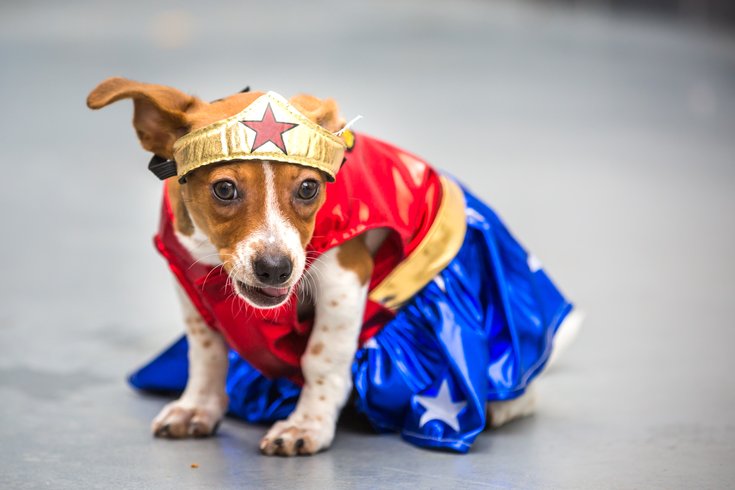 Jack Russell Terrier in wonder woman costume