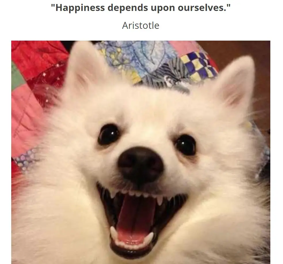 A white pomeranian lying on the bed with its big smile photo with caption - Happiness depends upon ourselves. aristotle