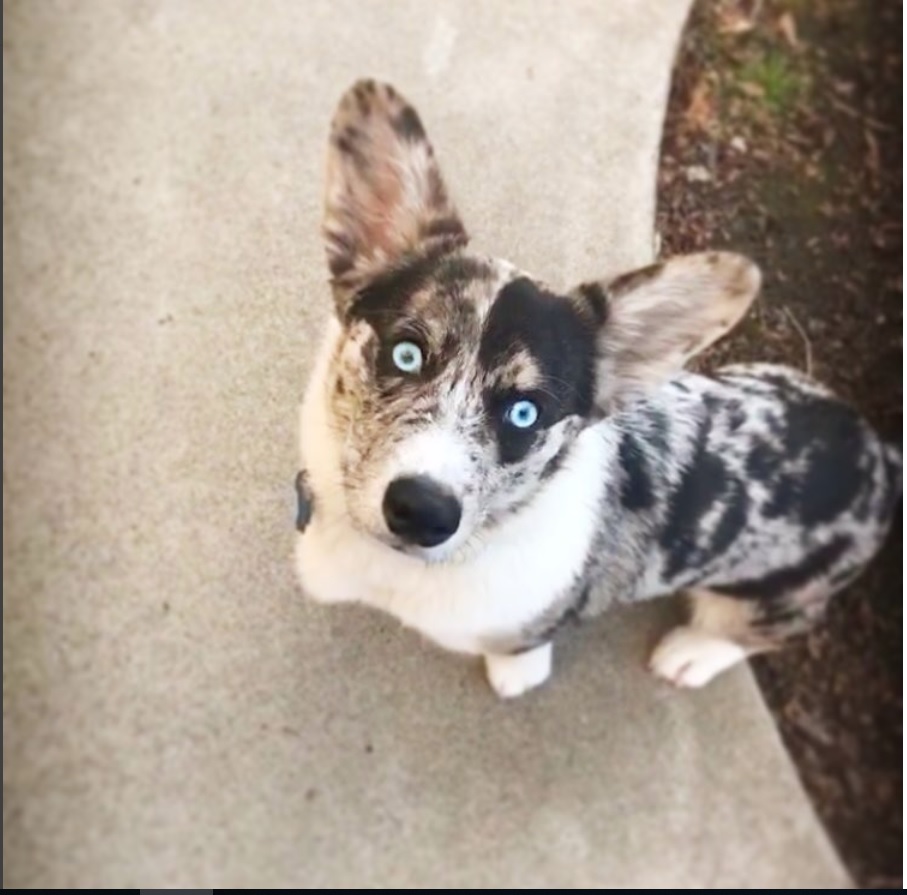 Horgi standing on the concrete pathway while looking up