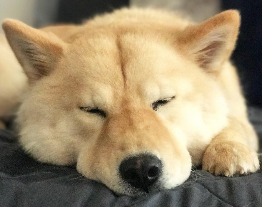 siberian husky mix chow chow