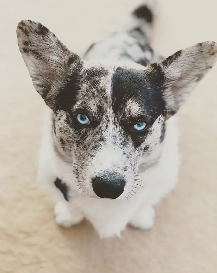 A Corgsky sitting on the floor while staring with its blue eyes