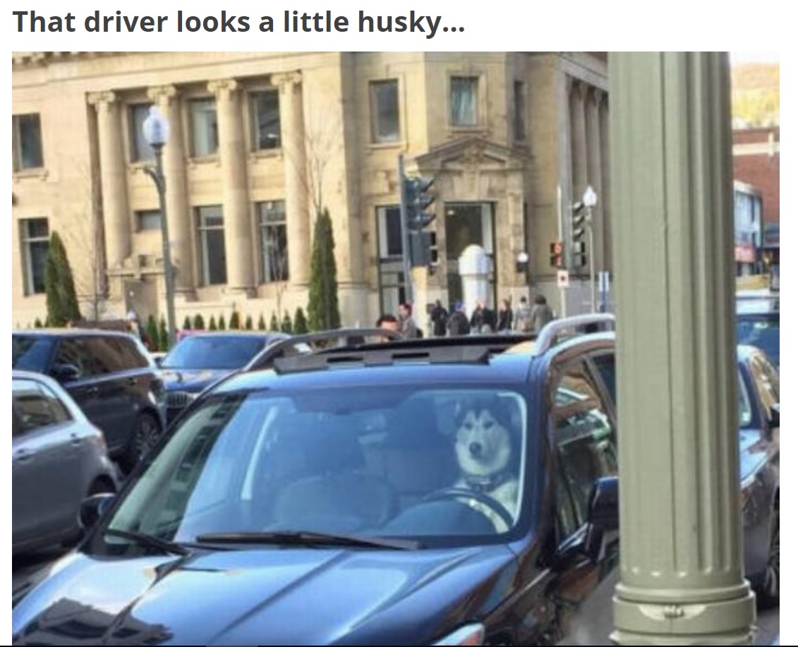 photo of a car that looks like the husky is driving while in traffic with caption - That driver looks a little husky.
