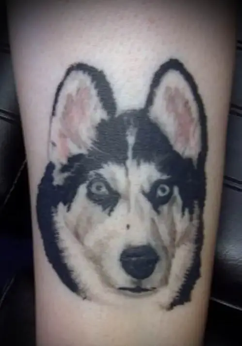face of a realistic black and white Husky tattoo on the leg