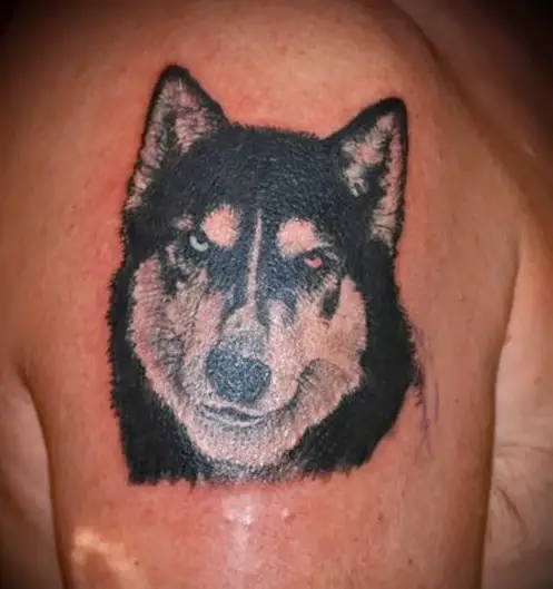 A black and white Husky with blue and brown eye color tattoo on the shoulder