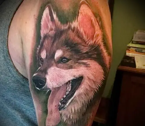 sideview head of a smiling brown and white Husky tattoo on the shoulder
