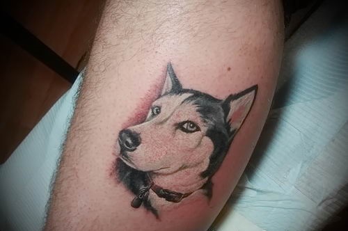 A husky looking sideways realistic tattoo on the leg of a man